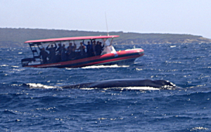 whale